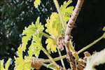 上海有广汽丰田经销商吗？